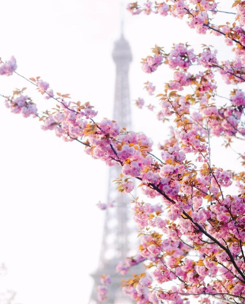 How to propose in Paris during spring ?