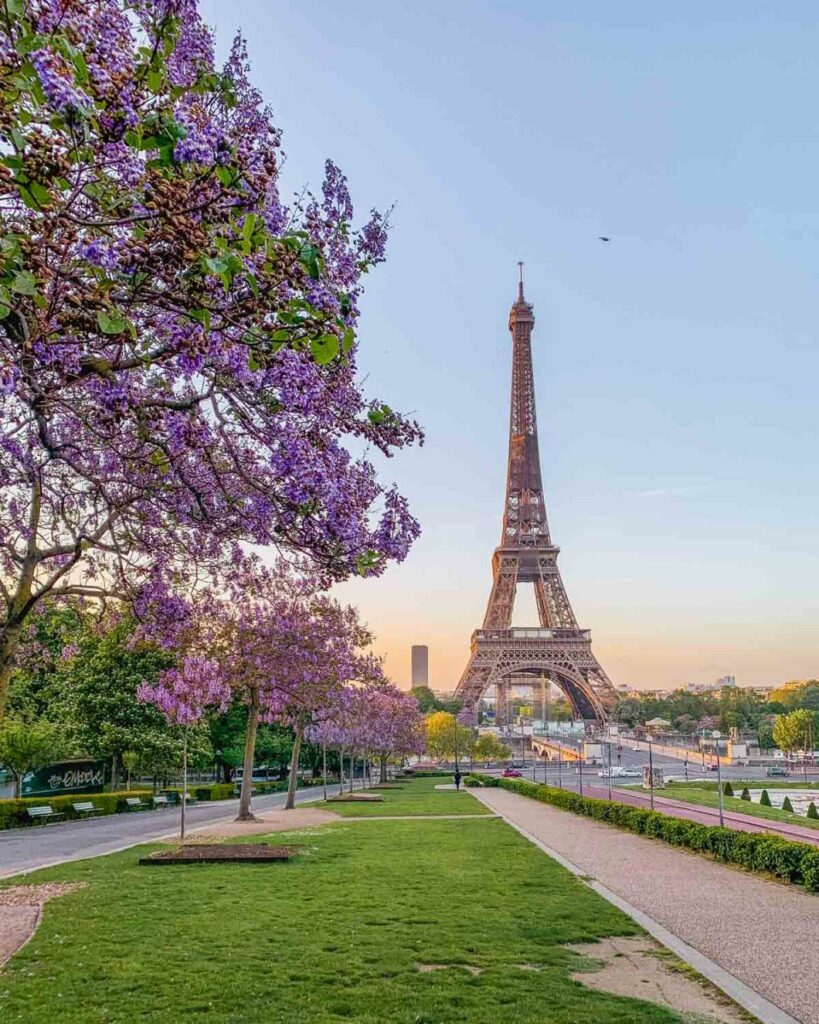 View of the Eiffel Tower at sunrise from the Trocadéro gardens, framed by blooming purple paulownia trees in the foreground, with a green lawn, gravel pathways, and a warm golden sky in the background